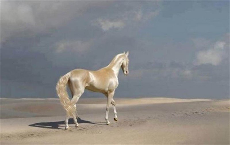 Akhal-Teke - najljepši konj čija dlaka reflektuje svjetlost
