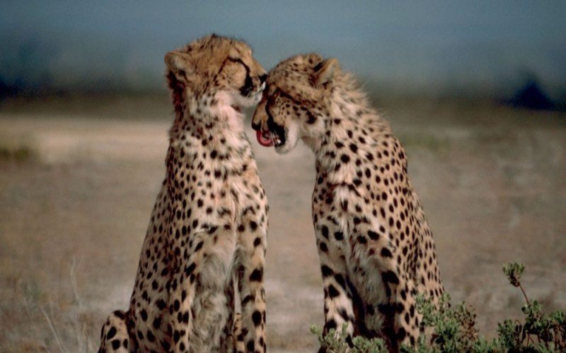 Opada broj geparda u svijetu