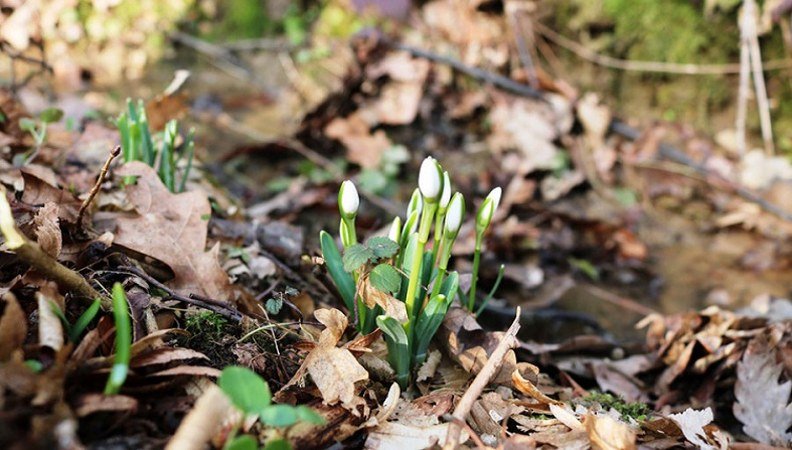 Procvjetale visibabe, prvi vijesnici proljeća