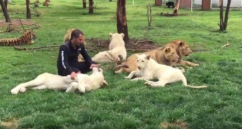 VIDEO: Čovjeka tigar spasao od napada leoparda!