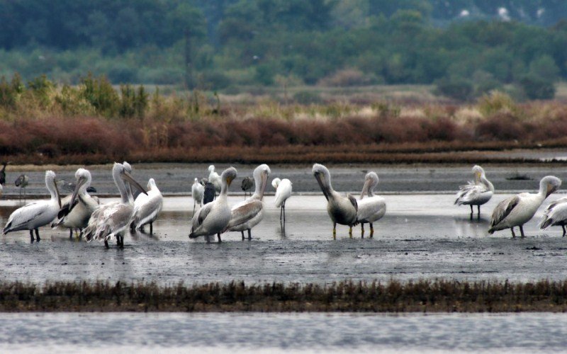 U Ulcinju uginulo desetine flamingosa