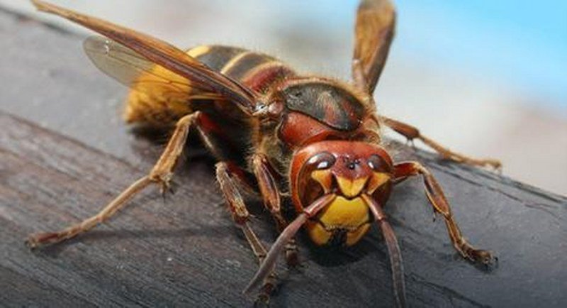 Izboli ga stršljenovi, umro za nekoliko minuta: Nesrećni drvoseča -Joj Vlado, ja sam gotov- i srušio se