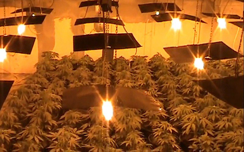 Otkrivena laboratorija za uzgoj marihuane