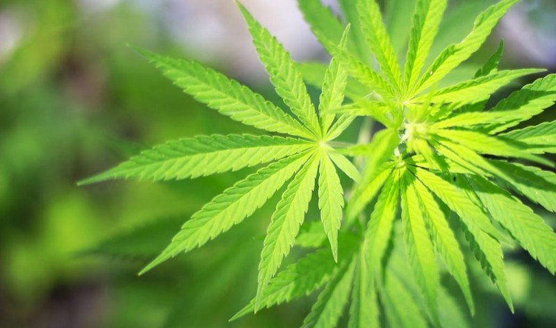 Brazil: Policija u kamionu pronašla pet tona marihuane