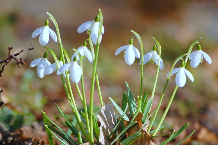Danas počinje proljeće, temperatura do 22 stepena