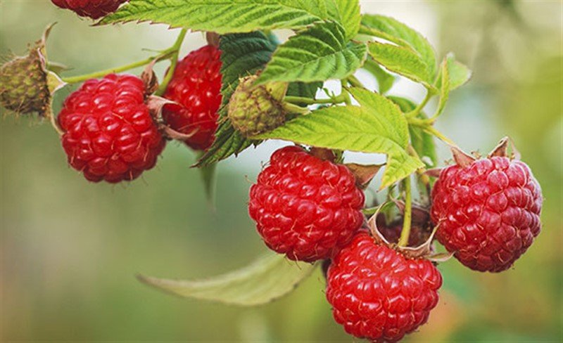 Sve više regiona u kojima se uzgaja malina