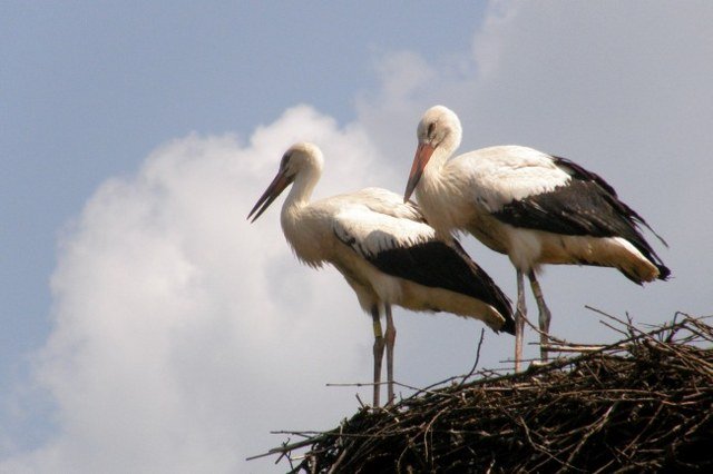 Ljubav je i dalje živa, Klepetan se vratio Malenoj sa šest dana zakašnjenja