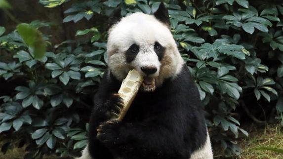 Uspavana najstarija panda na svijetu