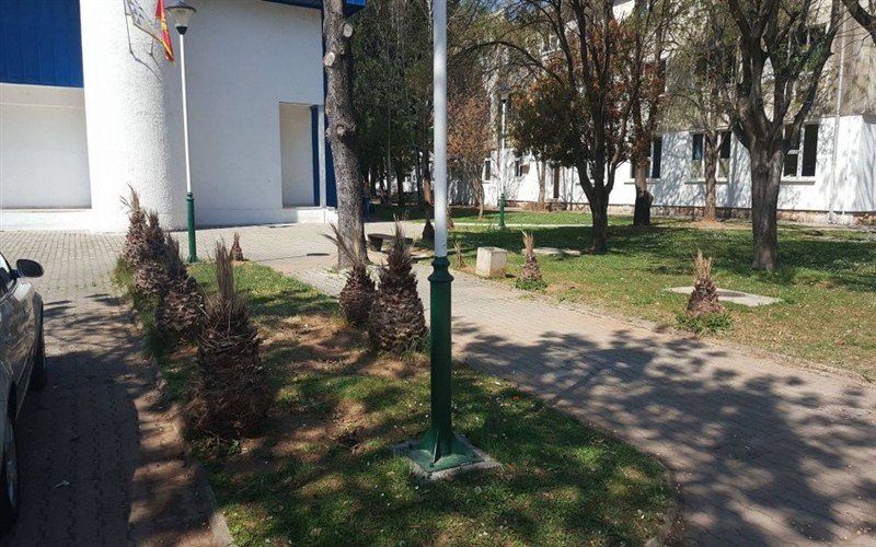 Zbog niskih temperatura: Smrzle palme u Podgorici