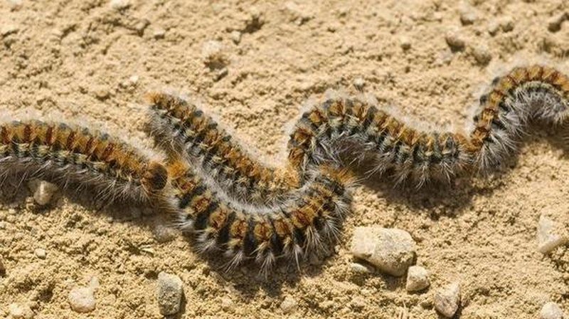 Dlakave i otrovne: Španija u strahu od najezde smrtonosnih gusjenica