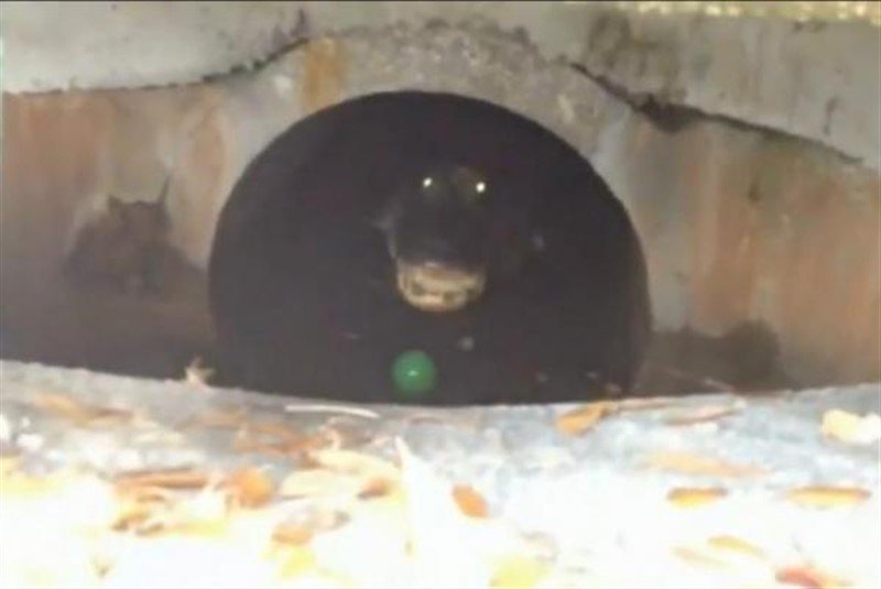  Čovek u kanalizaciji ispred kuće snimio ogromnog aligatora