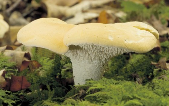 Pošiljka radioaktivnih pečurki stigla iz Crne Gore u Italiju