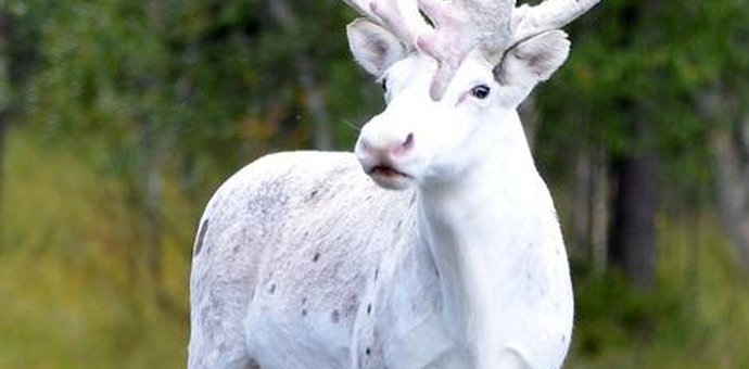 Uslikan rijetki albino irvas